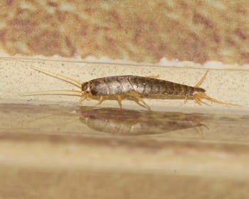 Summer's Uninvited Guests: How to Get Rid of Silverfish in Your Home