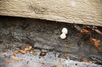 A black widow spider protecting her egg sacks.