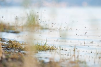 Mosquitoes swarming around on a lake shore.