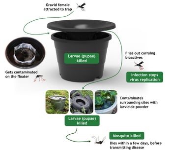 In2Care Mosquito Station showing how it works: mosquito is attracted to trap, it gets contaminated on the floater, contaminates larvae and it dies.