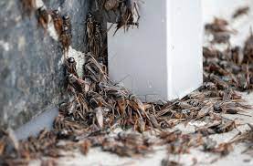 Crickets infestation crawling up a home wall. Pic courtesy of https://www.dallasnews.com.