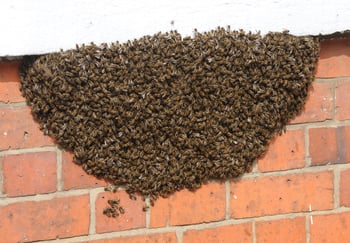 Bees swarming on brick wall