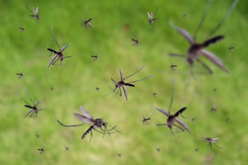 Mosquito swarm in southern california park