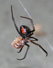 Black Widow eating a bug.