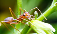 Close up of a fire ant on a grass blade.