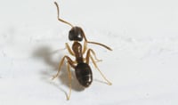 Close up of an Odorous ant. Courtesy of TAMU: https://extensionentomology.tamu.edu/insects/odorous-house-ant/