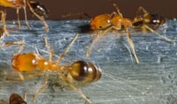 Close up of pharaoh ants