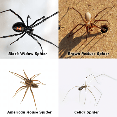 Common house spiders in Southern California homes: black widow, brown recluse, american house spider, cellar spider.