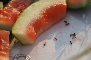 Ants eating half-eaten watermelon on a picnic sheet.