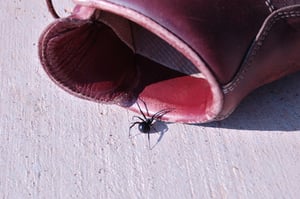 Black widow hiding in someone's boot. 
