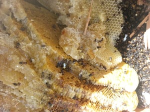 Honeycomb in the walls of a residential home.