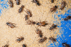 House crickets on a house wall.