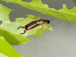 Pincher bug on a half-eaten leaf.