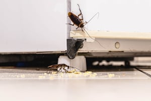 Two cockroaches eating food crumbs by fridge leg.