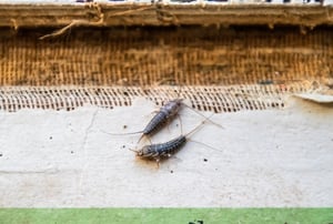 Two silverfish eating the spine of a book.