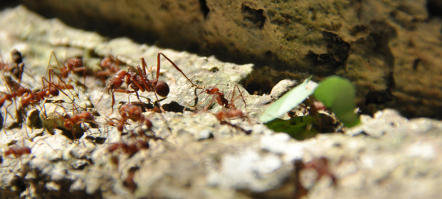 Ants trail as they carry food to their nest. 