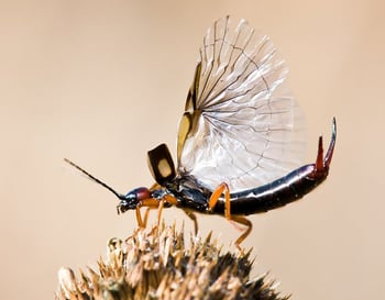 Pincher bug with wings extended on dried wild flower
