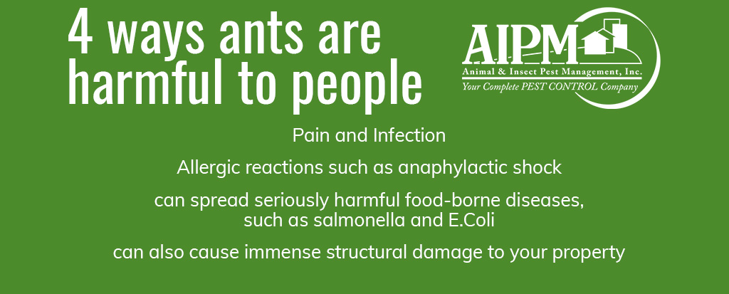 4 ways ants are harmful to people: Pain and Infection, Allergic reactions such as anaphylactic shock, can spread seriously harmful food-borne diseases, such as salmonella and E.Coli, can also cause immense structural damage to your property