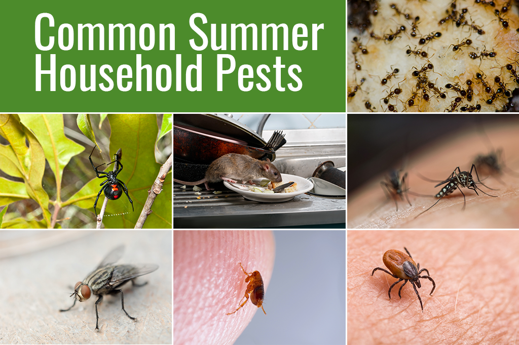 AIPM_10073_July_Inbound_Common_Summer_Pests