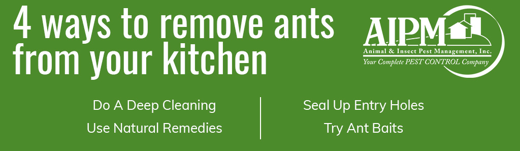 4 ways to remove ants from your kitchen: do a deep cleaning, use natural remedies, seal up entry holes, try ant baits