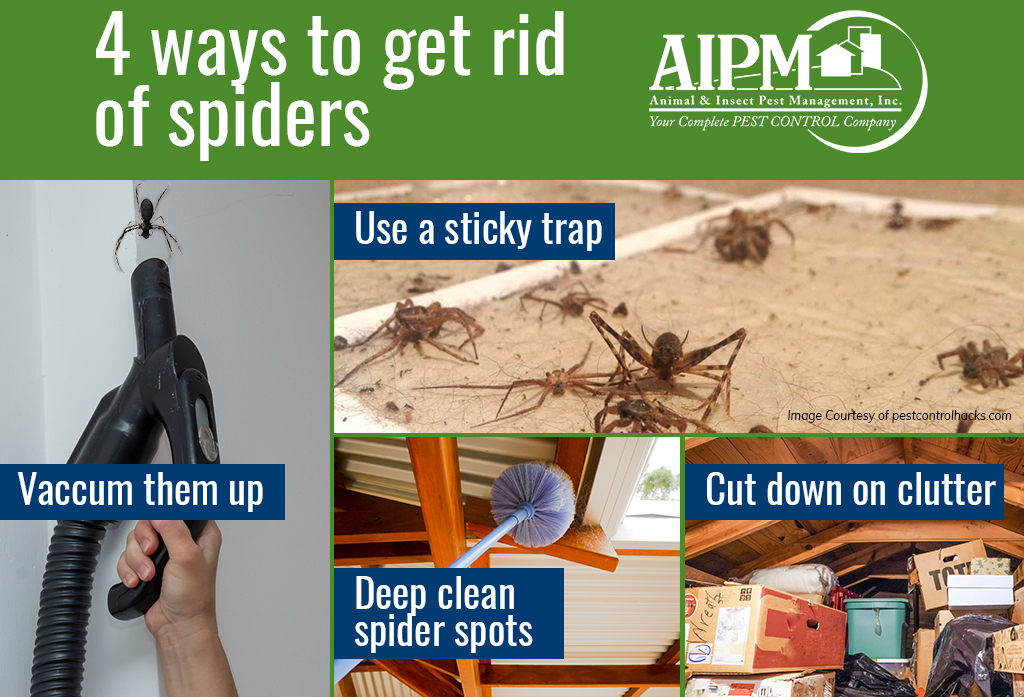 Four ways to get rid of spiders: vacuum them up (shows image of hand holding vacuum while vacuuming spider), use a sticky trap (image shows stick trap with trapped spiders), deep clean spider spots (image shows a spiderweb duster in a long pole reaching for spiderwebs in corner of ceiling), cut down on clutter (image shows attic with clutter of boxes and other items). 