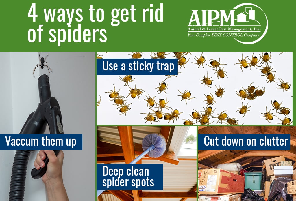 How to get rid of spiders in my house when living in an HOA