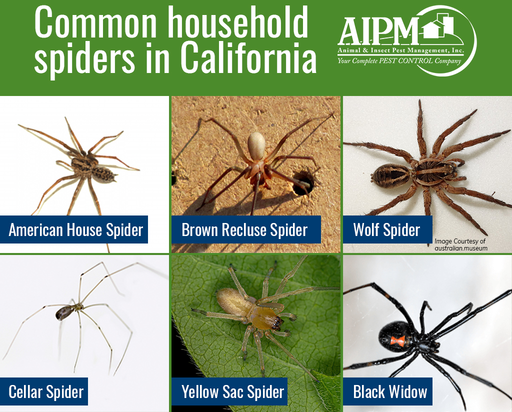 Common household spiders in California: American House Spider, Brown Recluse Spider, Wolf Spider, Cellar Spider, Yellow Sac Spider, Black Widow