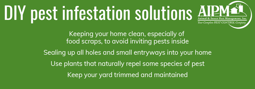 Pest infestation solutions: Keeping your home clean, especially of food scraps, to avoid inviting pests inside, Sealing up all holes and small entryways into your home, Use plants that naturally repel some species of pest, Keep your yard trimmed and maintained