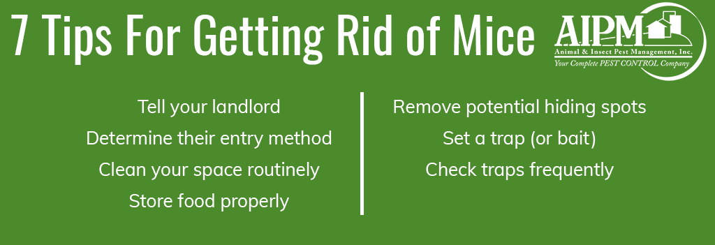 7 Tips For Getting Rid of Mice: Tell your landlord, Determine their entry method, Clean your space routinely, Store food properly, Remove potential hiding spots, Set a trap (or bait), Check traps frequently