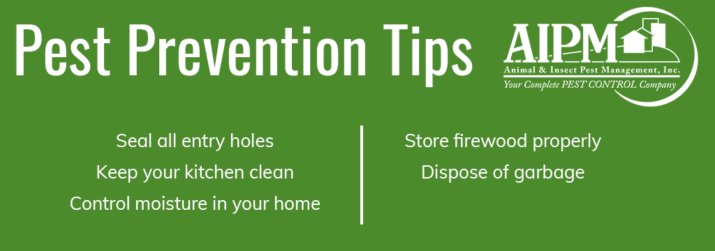 Pest prevention tips: Seal all entry holes, Keep your kitchen clean, Control moisture in your home, Store firewood properly, Dispose of garbage
