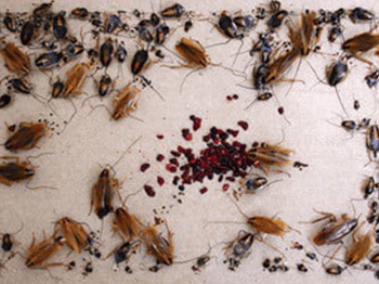 Sticky trap paper showing bait in center of sheet and many roaches trapped and dead. Pic courtesy of www.cockroachzone.com.