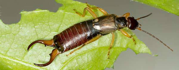 What To Do When You Have a Pincher Bug Infestation This Spring