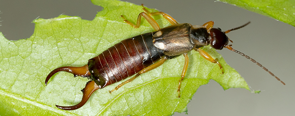 Pincher bug on a leaf. Leaf shows pincher bug damage.