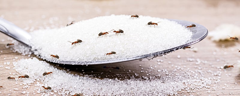 Ants on spoonful of sugar sitting on a kitchen countertop