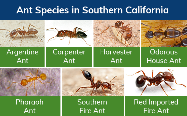 Ant species in SoCal: argentine ant, carpenter ant, harvester ant, odorous ant, pharaoh ant, southern fire ant, red imported fire ant