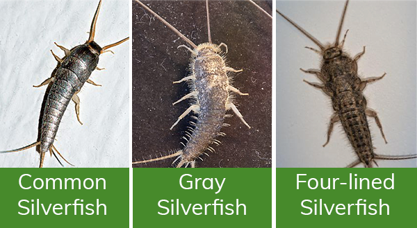 Types of silverfish: common silverfish, gray silverfish, four-lined silverfish