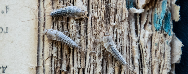 Three silverfish eating pages off an old book