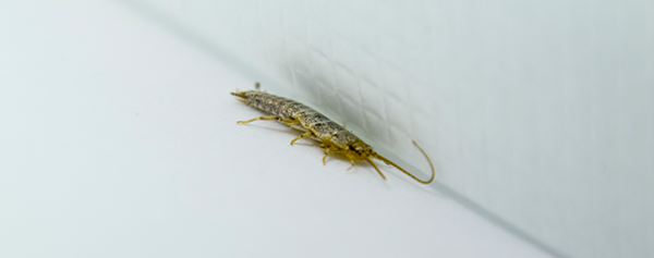 Silverfish in kitchen corner