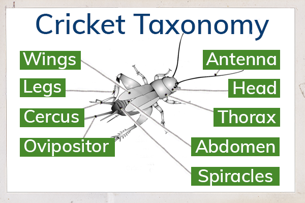 AIPM_10273_Cricket_Taxonomy