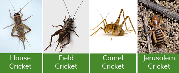Identifying pictures of house cricket, field cricket, camel cricket and jerusalem cricket.