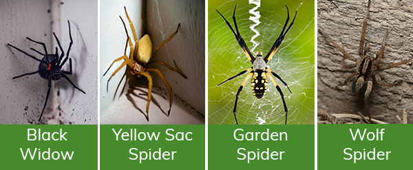 Spider types in California: black widow, yellow sac spider, garden spider, wolf spider