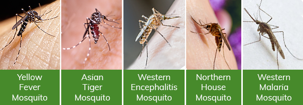 Mosquitoes in California: yellow fever mosquito, Asian tiger mosquito, Western Encephalitis Mosquito, northern house mosquito and malaria mosquito