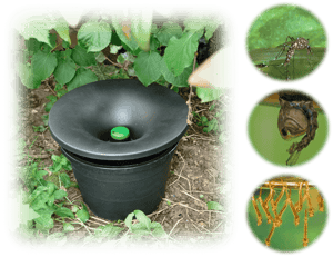In2Care traps and aedes