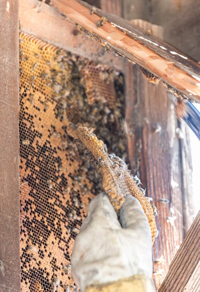 Beehive Relocation - removal