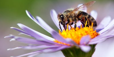 Why Bees Matter