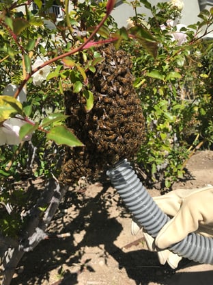 live bee swarm vacuum