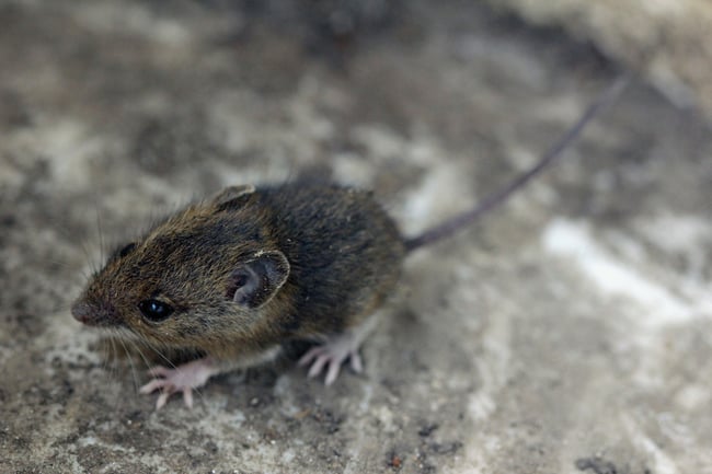 11 Tips on How to Keep Rodents Away