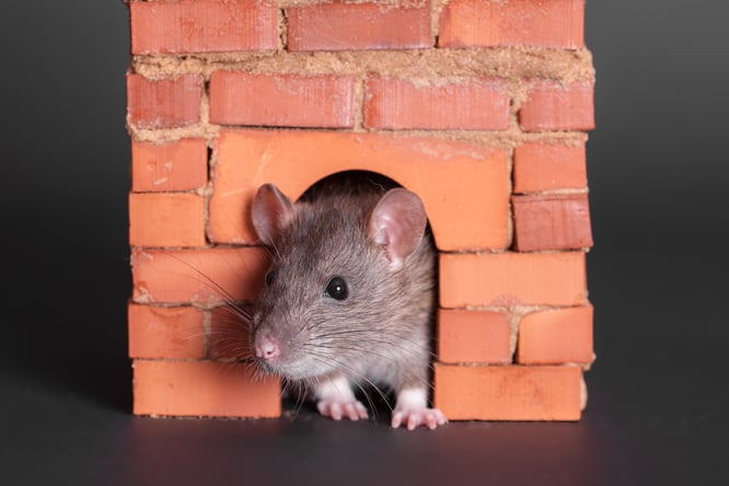 11 Tips on How to Keep Rodents Away