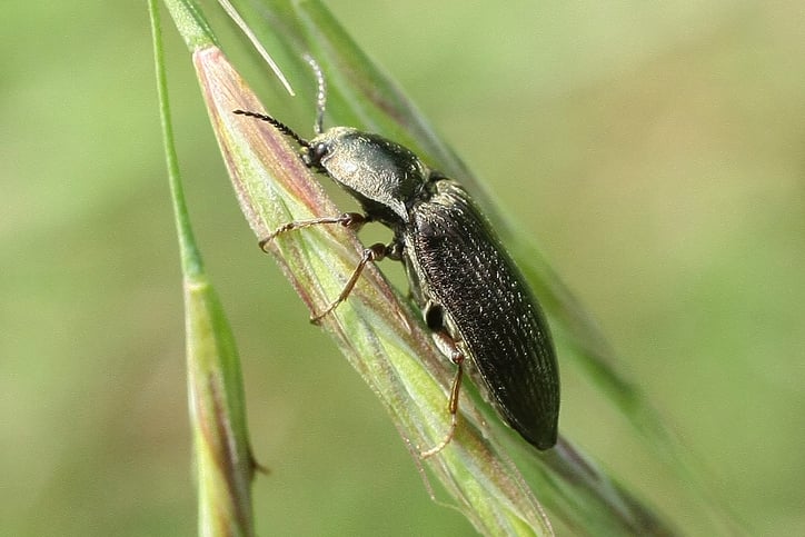 A ghost bug