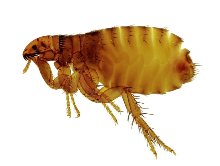 A flea